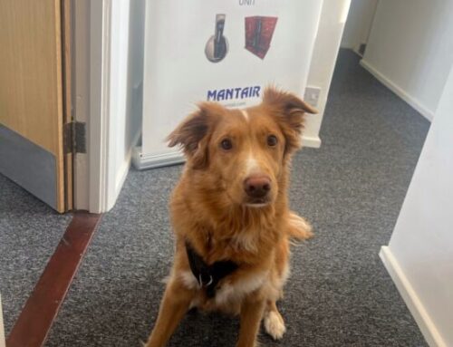 Meet our Office Dog